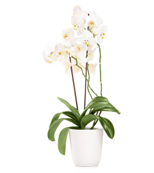 White Orchid with Two Branches