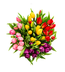 A bouquet of 41 tulips in a variety of colors