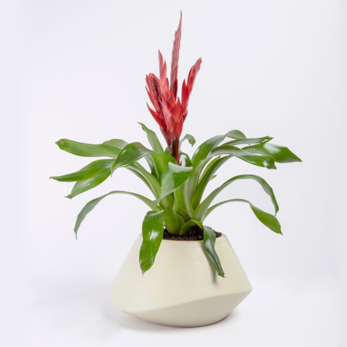 Vriesea (Flaming Sword) in a Variety of Colors-Medium