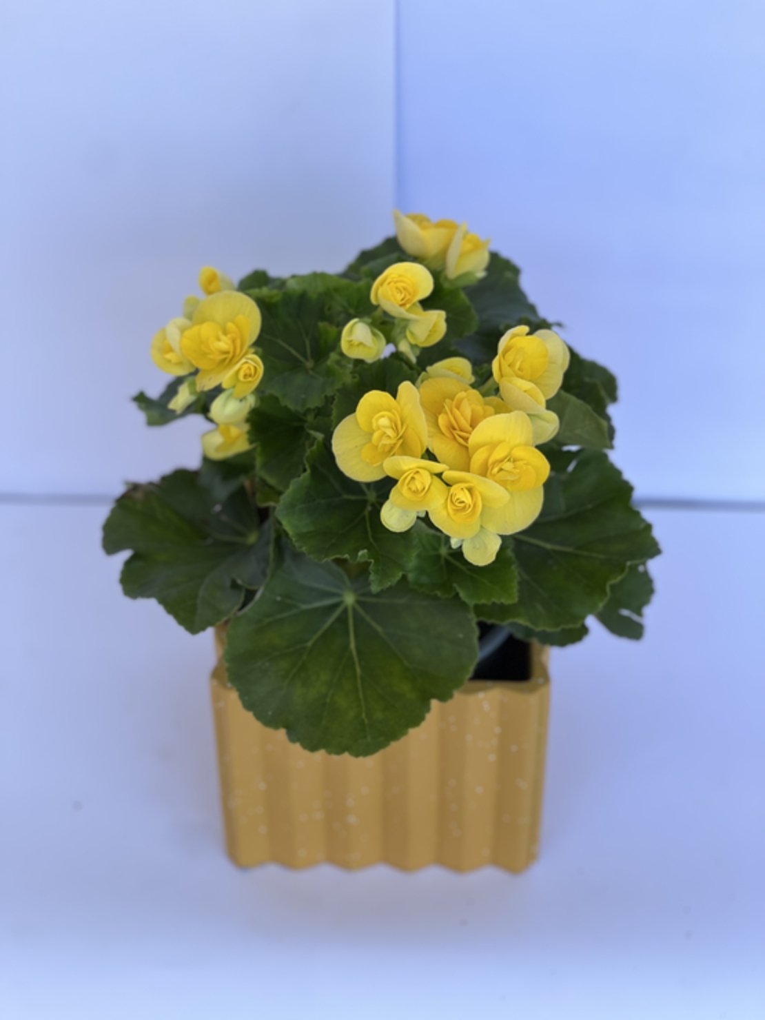 Begonia with Flowerpot