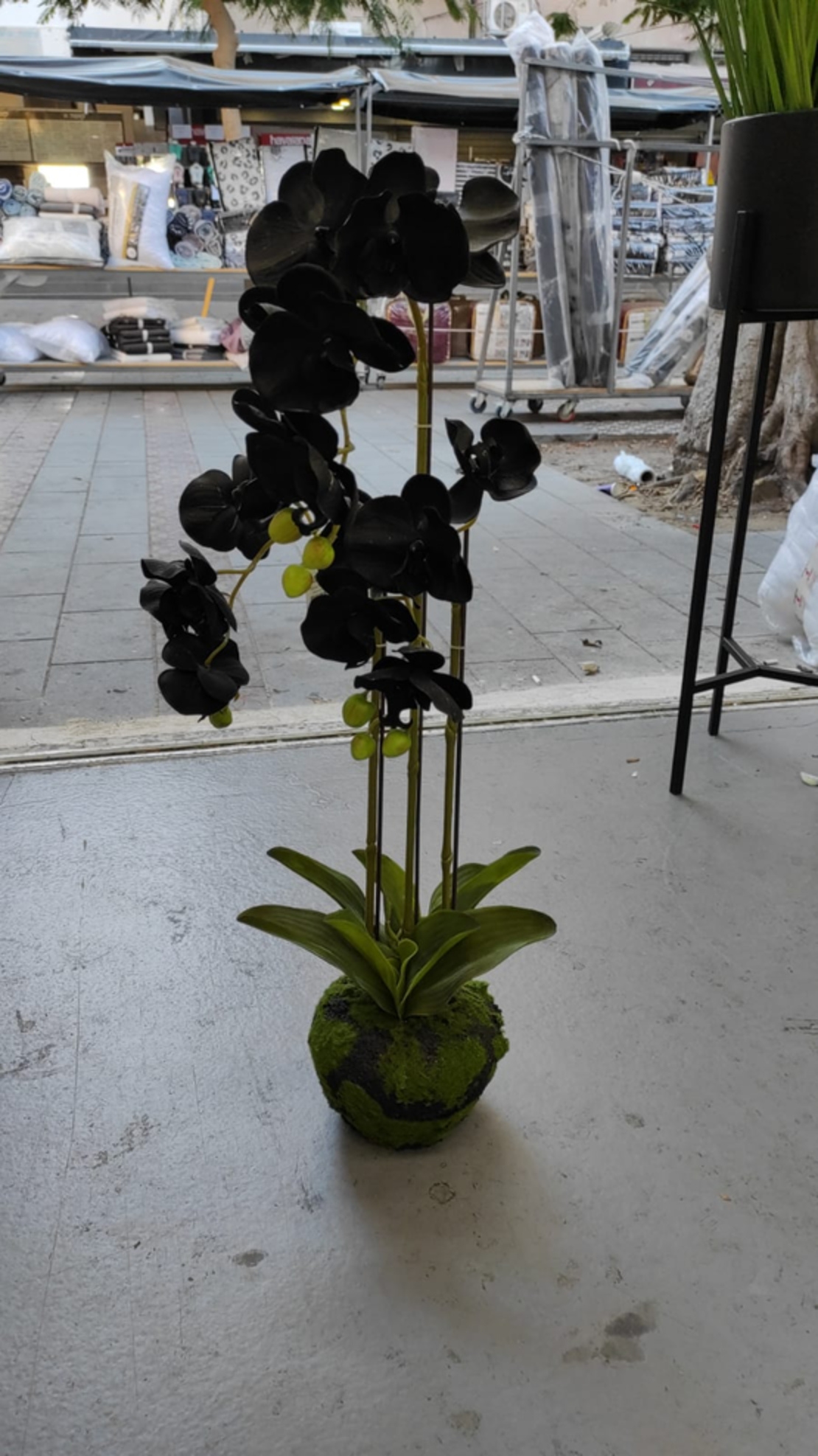 פרח סחלב קטן שחור 