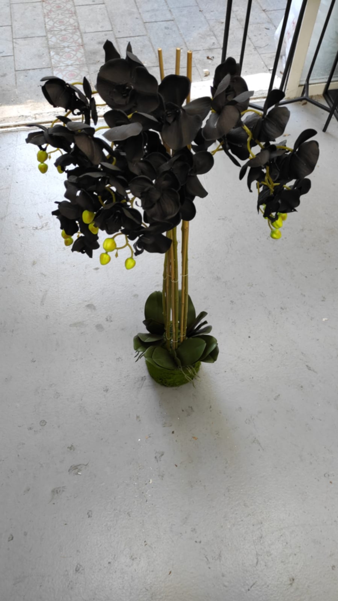 פרח סחלב גדול שחור 